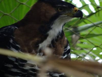 ornate hawk eagle