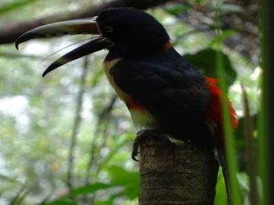 aracari toucan