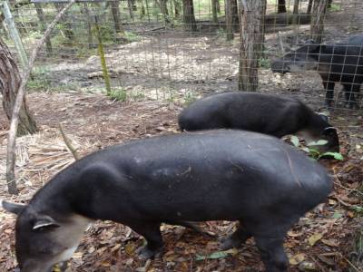 tapir