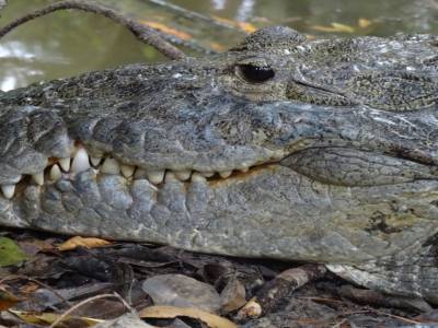 morelet's crocodile