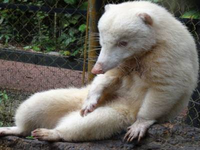 albinos coatimundis