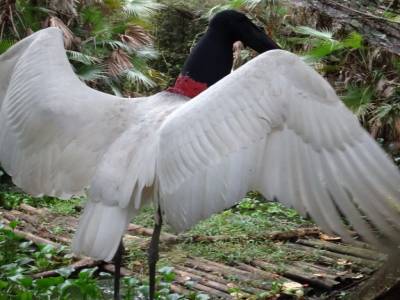 jabiru
