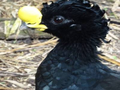 great curassow  male