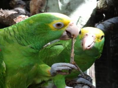yellow faced parrot