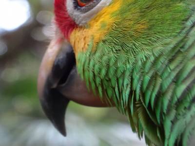 red lored parrot