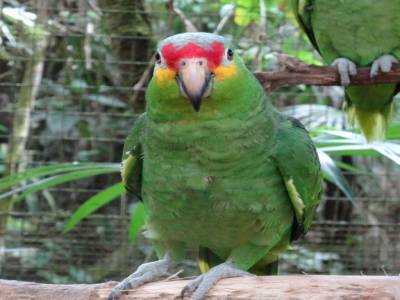 red lored parrot
