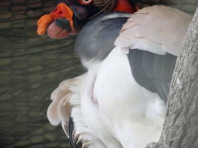 king vulture