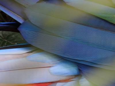 scarlet macaw