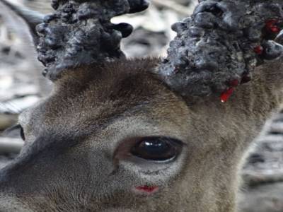 white tailed deer