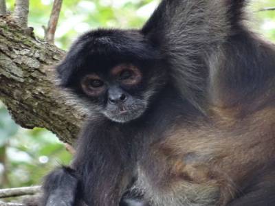 spider monkey