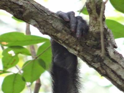 spider monkey