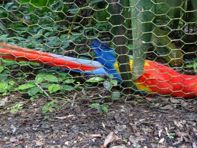 scarlet macaw
