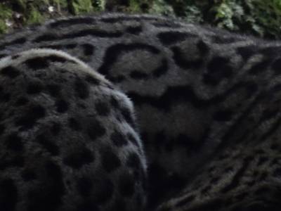 ocelot