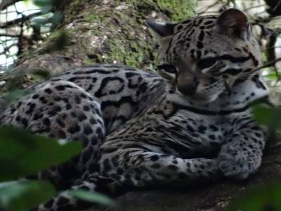 ocelot