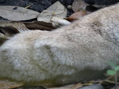 puma concolor