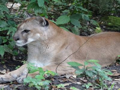 puma concolor