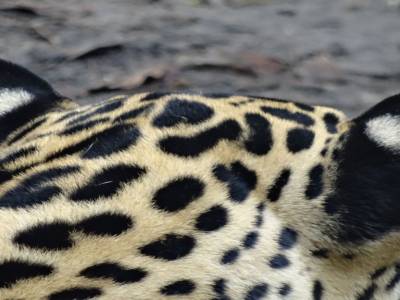 jaguar