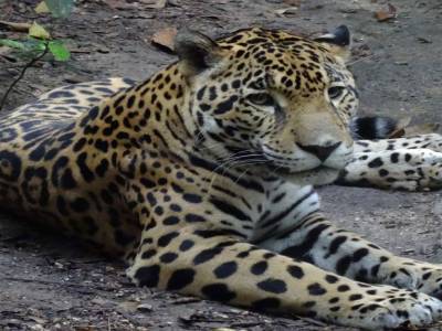 jaguar