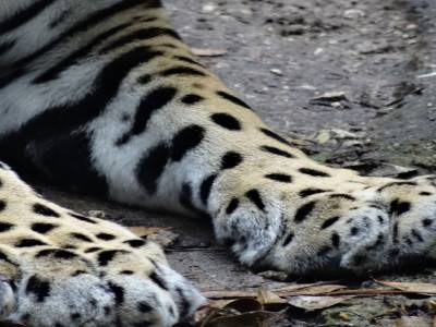 jaguar