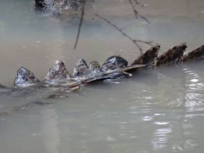 American crocodile
