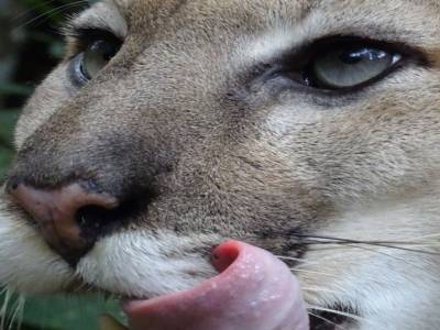 puma concolor