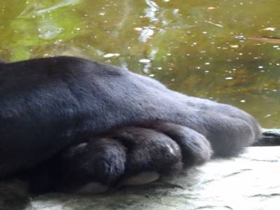 black jaguar