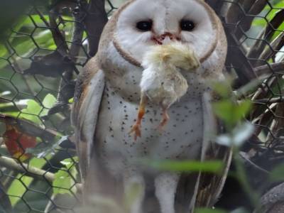 barn owl