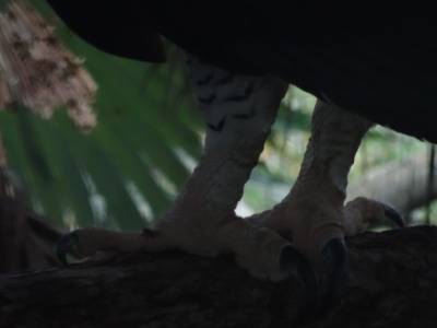 harpy eagle