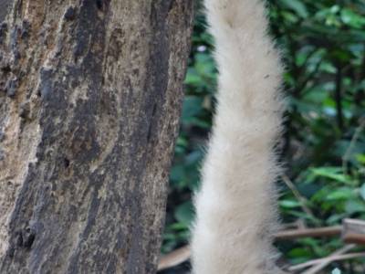 coatimundis