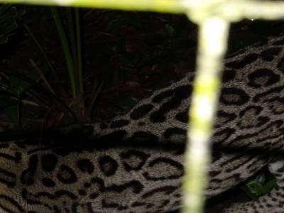 ocelot
