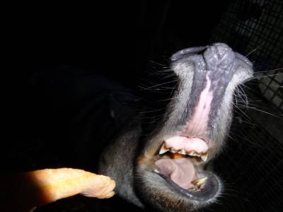 tapir