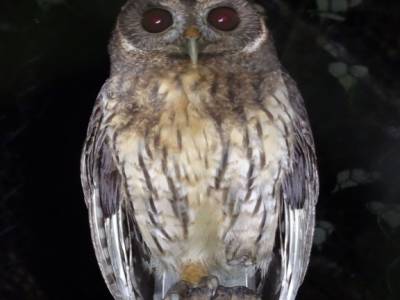 mottled owl