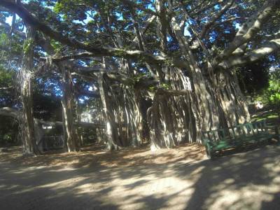 BRISBANE - Botanic Park