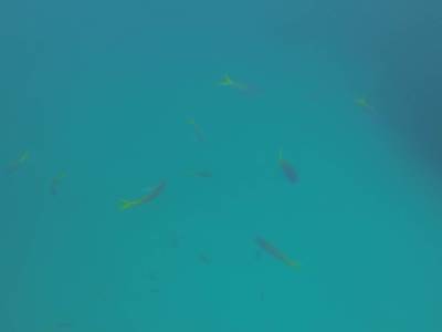 CAIRNS - Grande Barrière de Corail