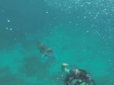CAIRNS - Grande Barrière de Corail