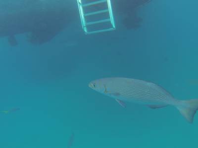 CAIRNS - Grande Barrière de Corail