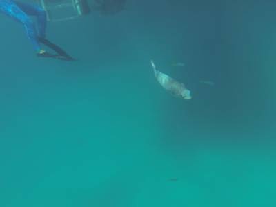 CAIRNS - Grande Barrière de Corail