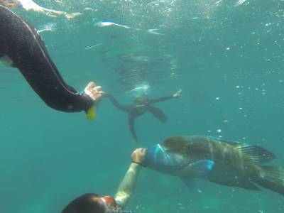 CAIRNS - Grande Barrière de Corail