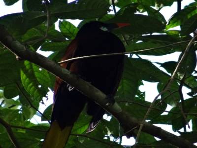 Cassique de Montezuma