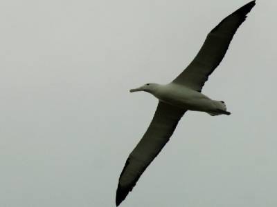 un albatros