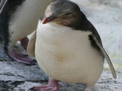 trop mignons non, les pinguoins?!