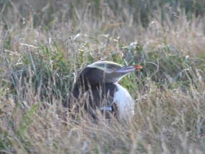 pinguoin nichant dans les dunes