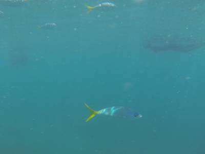 AIRLIE BEACH - Withsundays