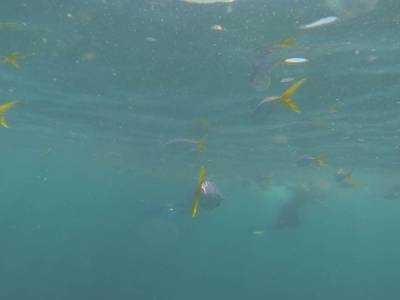 AIRLIE BEACH - Withsundays