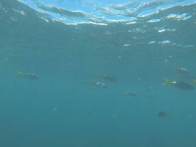 AIRLIE BEACH - Withsundays