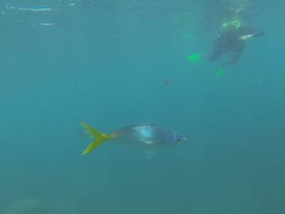 AIRLIE BEACH - Withsundays