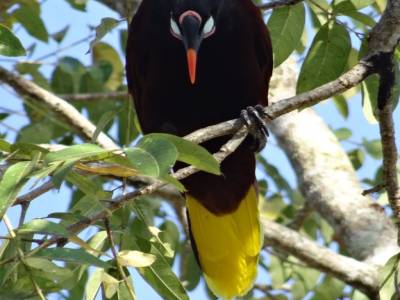 Cassique de Montezuma