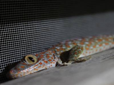 Un gros gecko dans notre salle de bain!