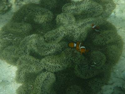 Nemo... pleins de nemo!