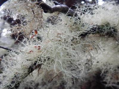lichen